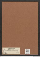 Plagiogramma costatum Grev. (de-Toni-Nr.: Genus 83, Species 2932) Zeichnungen Sammlung Grunow Mappe 03101 (Herbarium_W_Grunow_drawings_Folder_03101)
